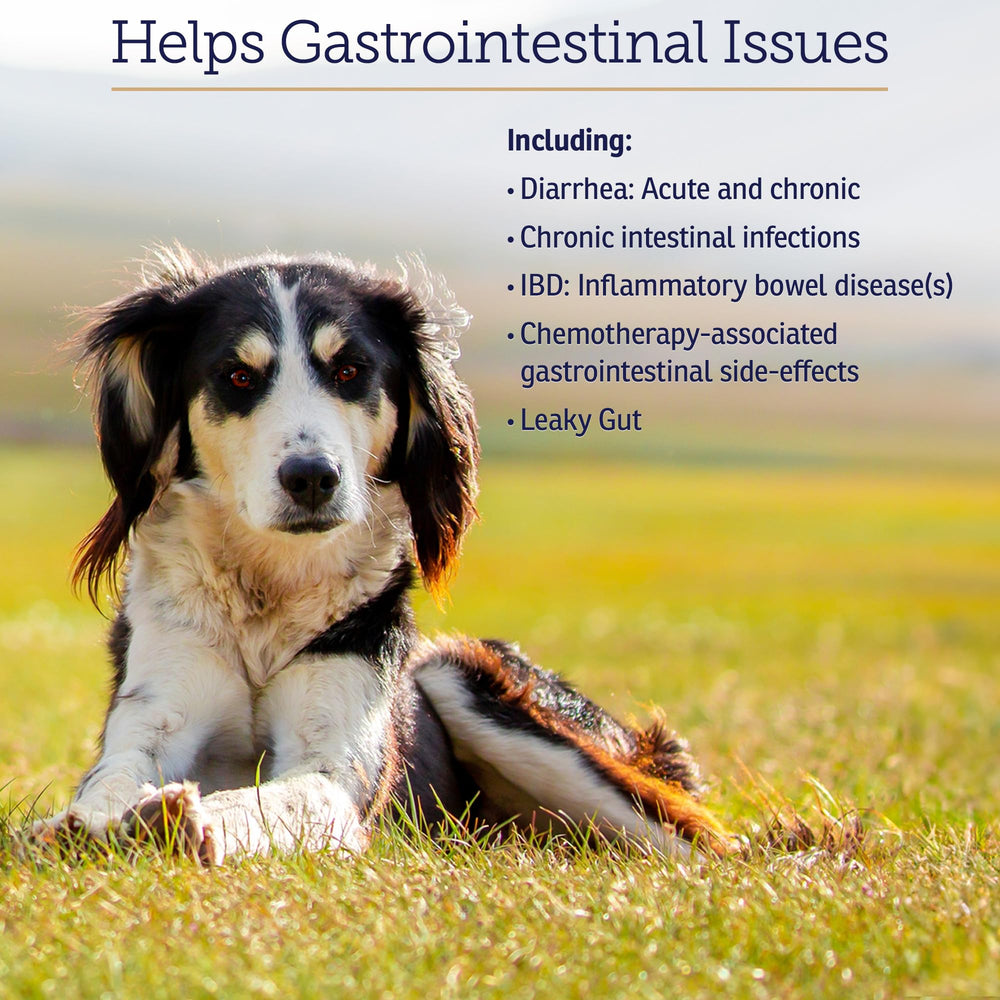 NutriGest – aide potentielle au confort en cas de gaz chez chiens et chats.
