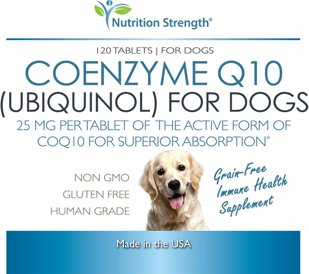 Nutrition Strength CoQ10 pour chiens — chien actif après repas, énergie supplémentaire possible.