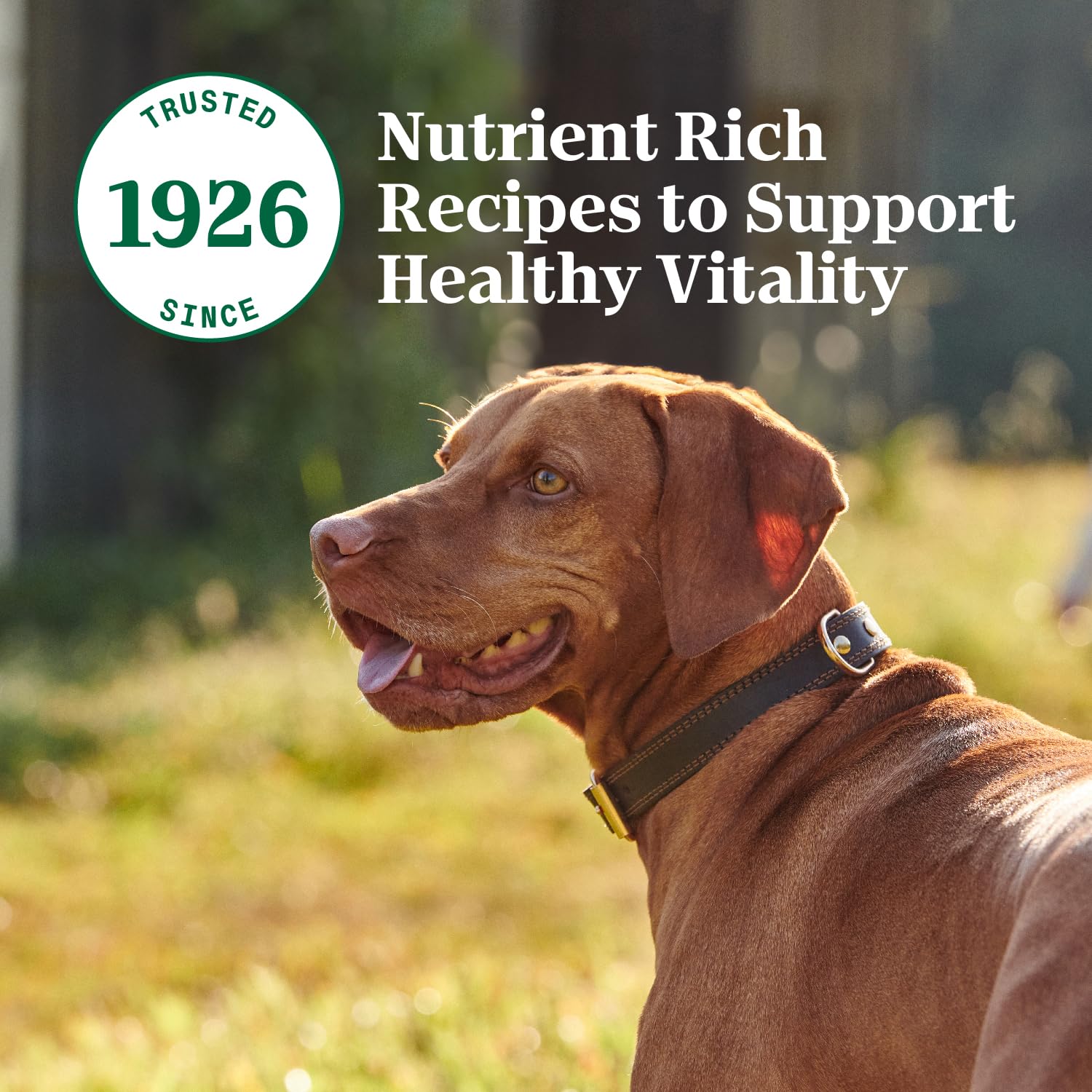 Nutro Hearty Stew: texture onctueuse et sauce riche pour varier les repas.