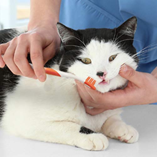 Nylabone Utilisation Quotidienne: faciliter le brossage régulier chez les chats.