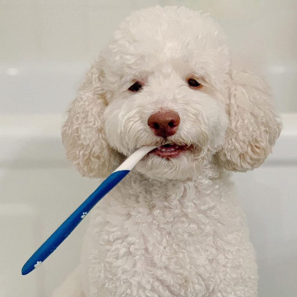 Nylabone Kit hygiène bucco-dentaire : brosse doigt pour une application simple.
