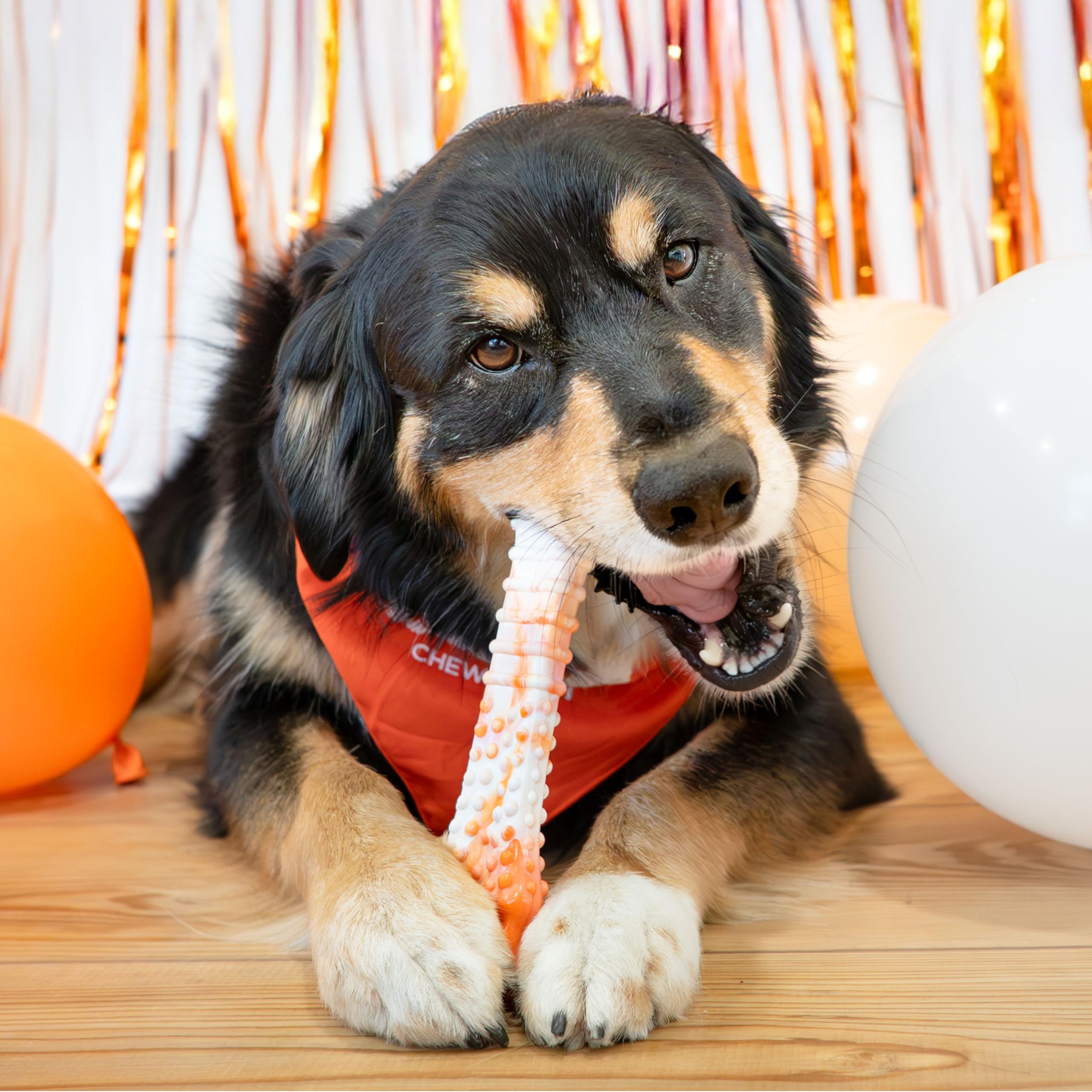 Nylabone aide à nettoyer les dents pendant la mastication et le jeu.