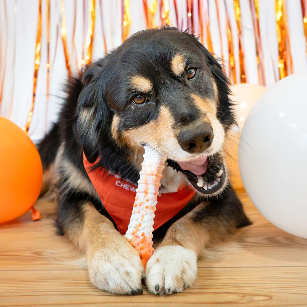 Nylabone aide à nettoyer les dents pendant la mastication et le jeu.