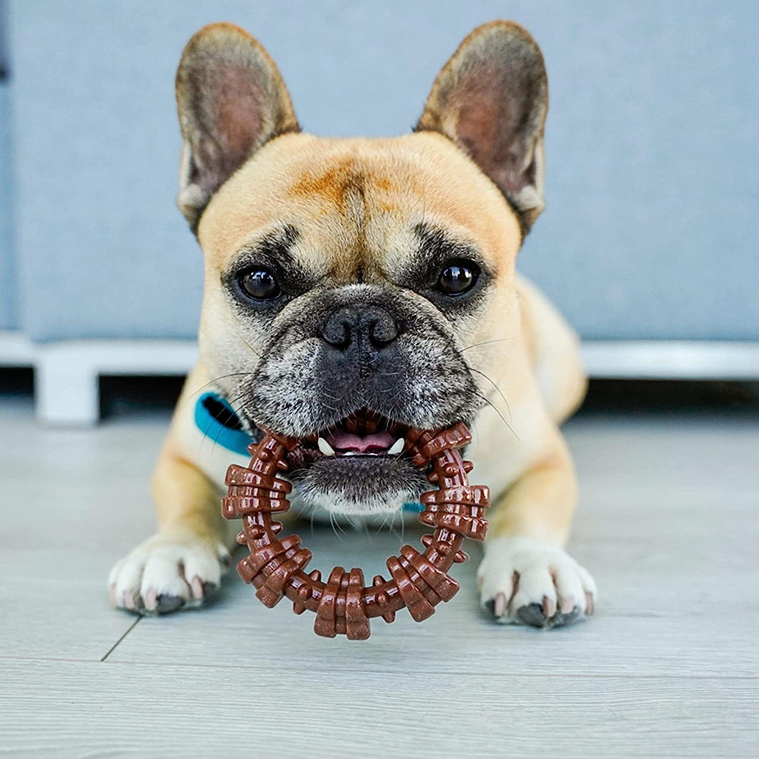Nylabone anneau-ergonomique offre plusieurs prises pour sessions prolongées