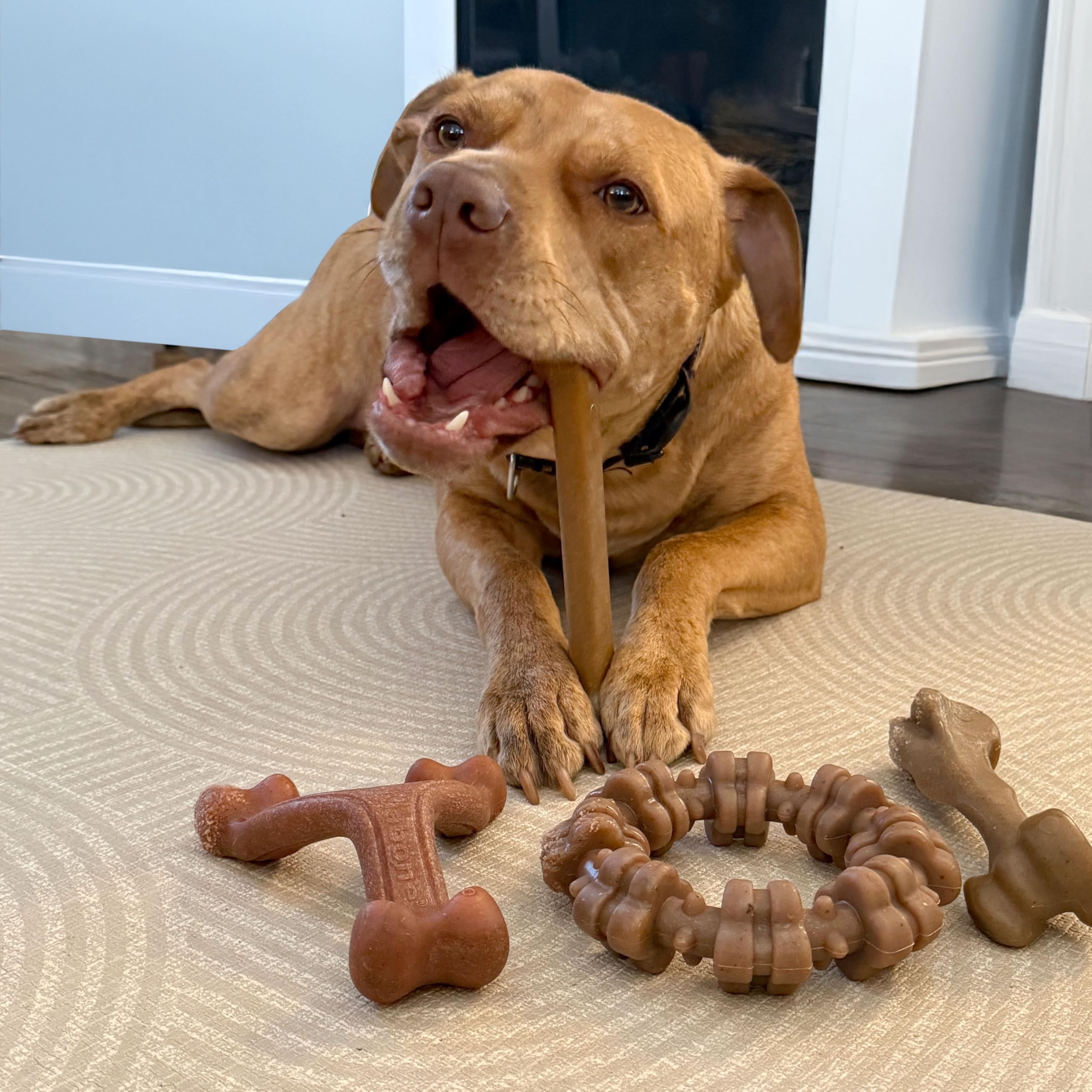 Nylabone Anneau texture dents boeuf et poulet pour nettoyage des dents