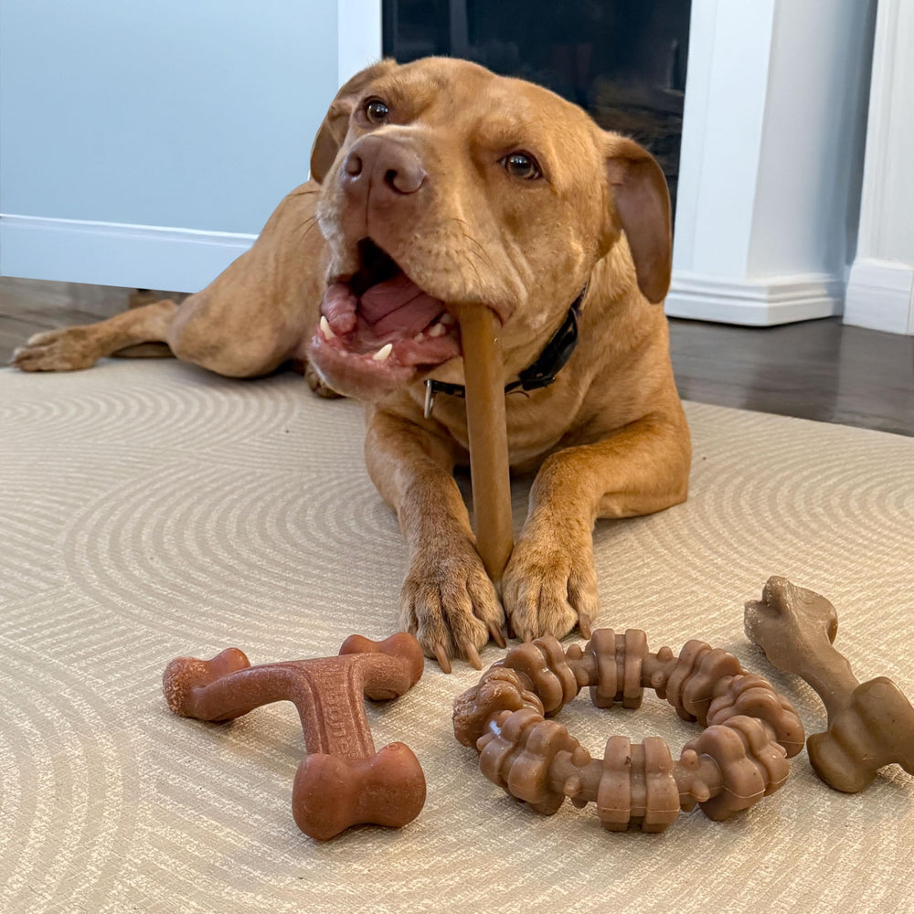 Nylabone Anneau texture dents boeuf et poulet pour nettoyage des dents