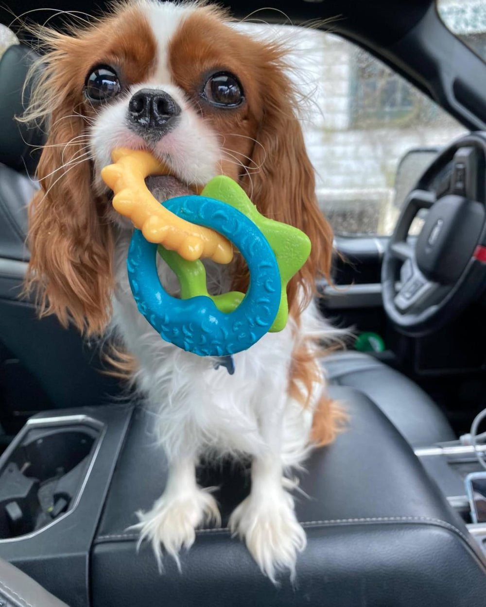Nylabone anneaux dentition texturés – textures variées qui stimulent le rongement.