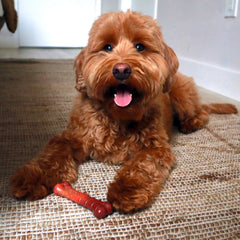 Nylabone arôme-boeuf-jerky-interieur: parfum appétissant diffusé tout au long du jouet