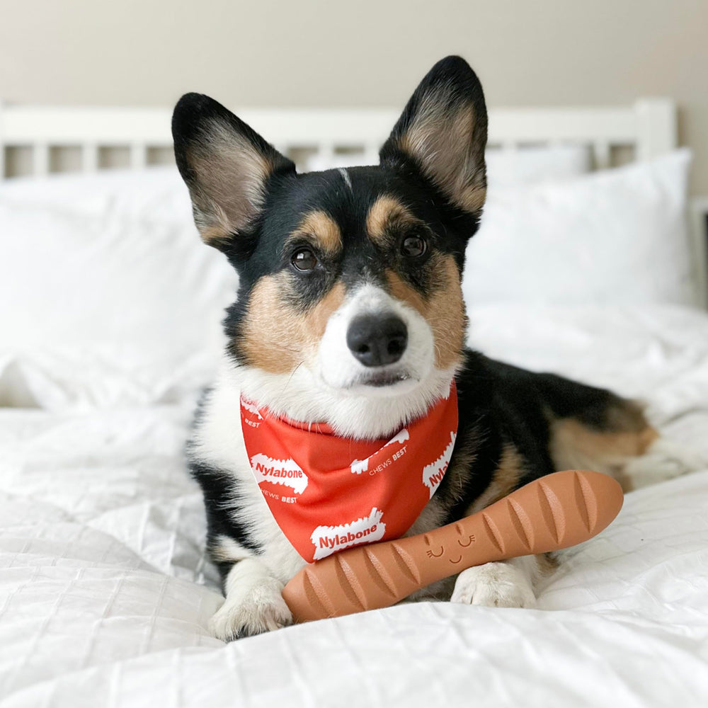 Nylabone Baguette Power Chew, poche texturée pour friandises étalables
