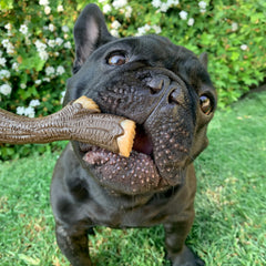 Nylabone baton bois veritable texture ecorce facilite prise.