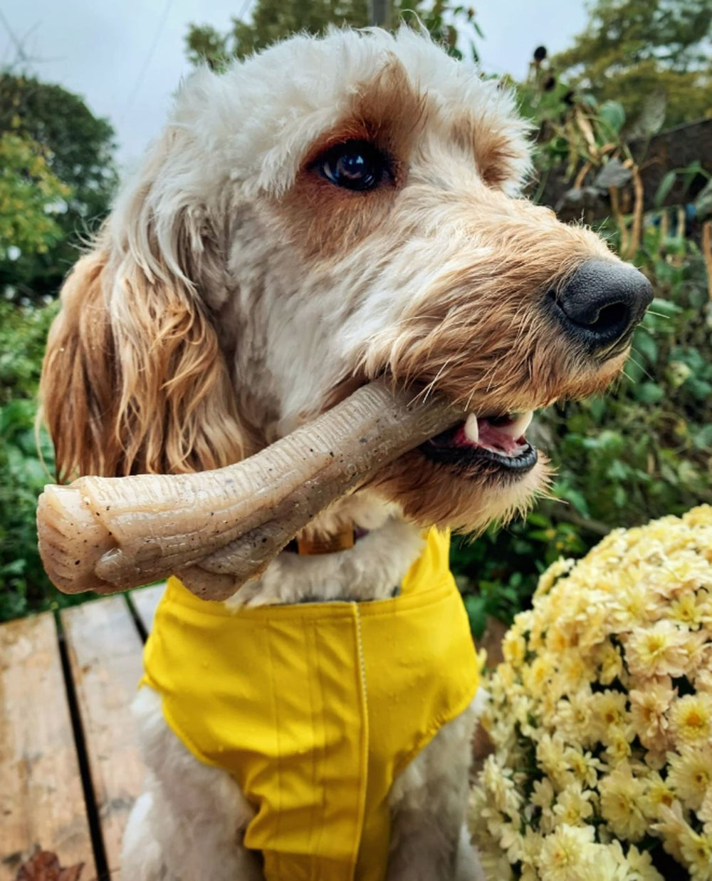 Nylabone bâton gourmet arôme cacahuète qui attire le chien