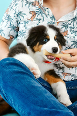 Nylabone baton gourmet poulet, forme sécurisée et alternative aux sticks extérieurs.