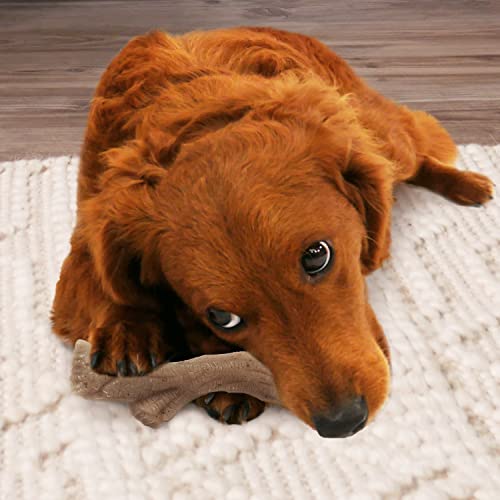 Nylabone bâton gourmet utilisation quotidienne pour routine de mastication