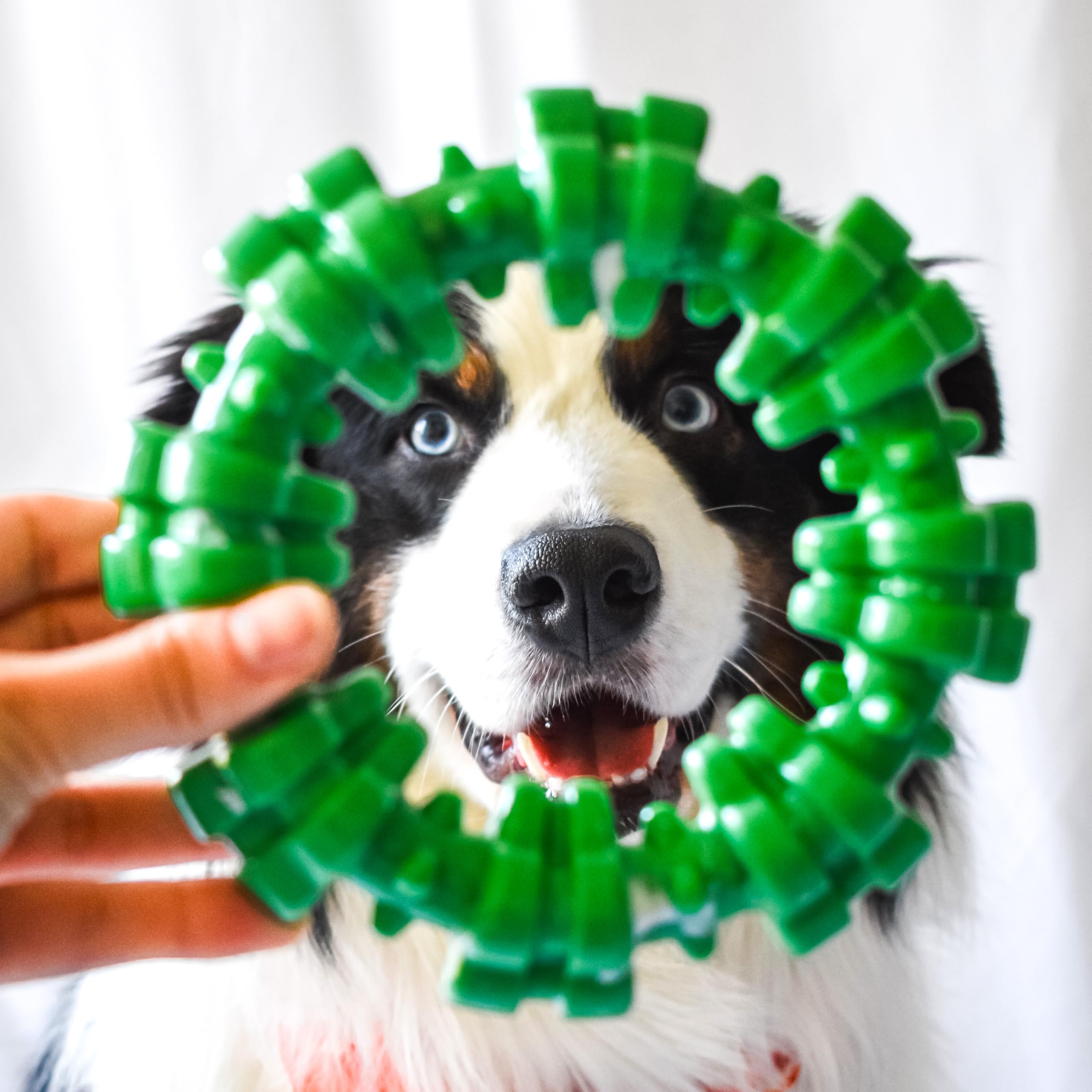 Nylabone Bosses et rugosités – textures nettoyantes pendant la mastication.