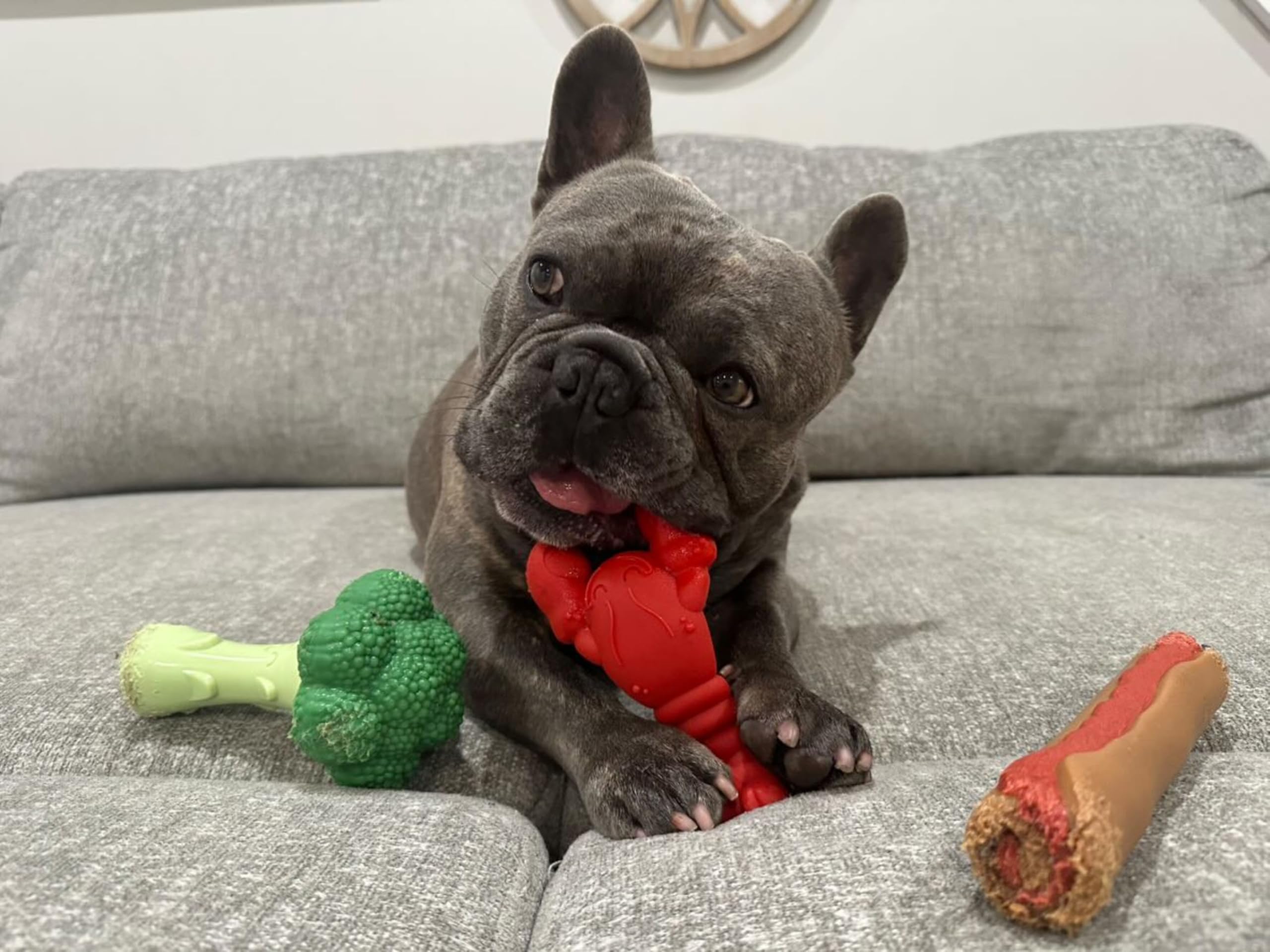 Nylabone Brocoli Puissance Mastication: aide à réduire les habitudes destructrices.
