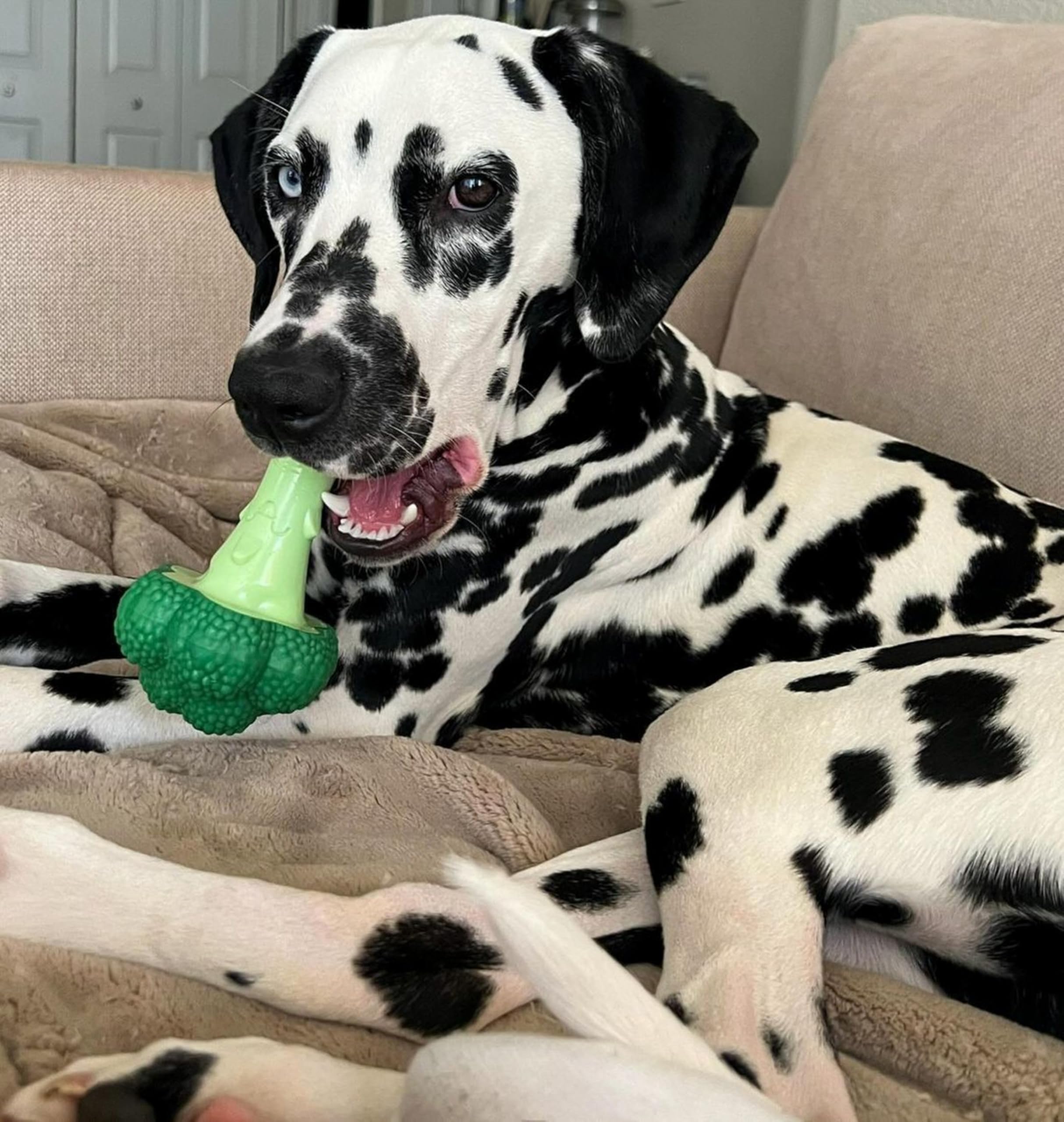 Nylabone Brocoli Puissance Mastication: rotation et divertissement.