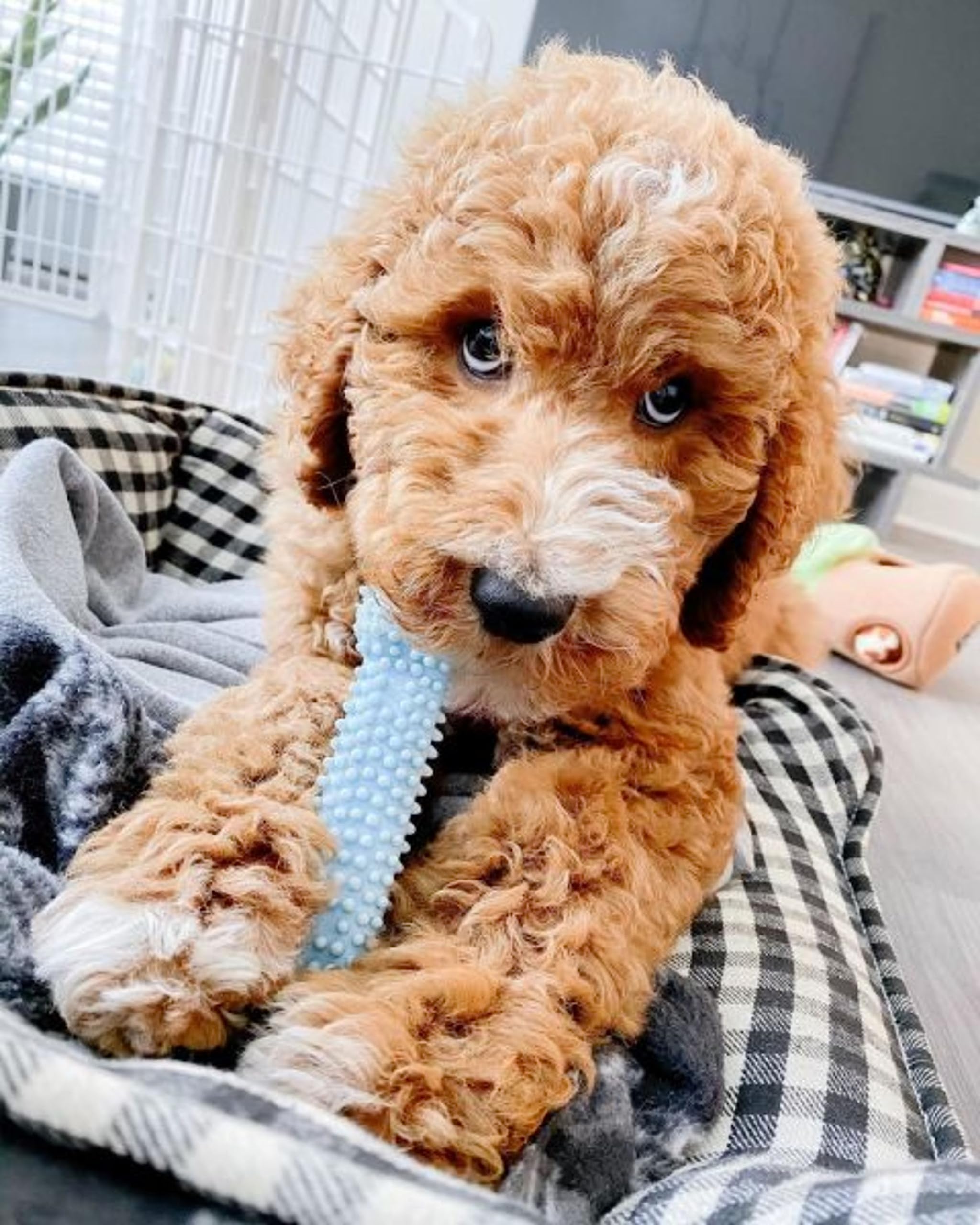 nylabone chiot - dimension 4-5 pouces, format pratique bleu