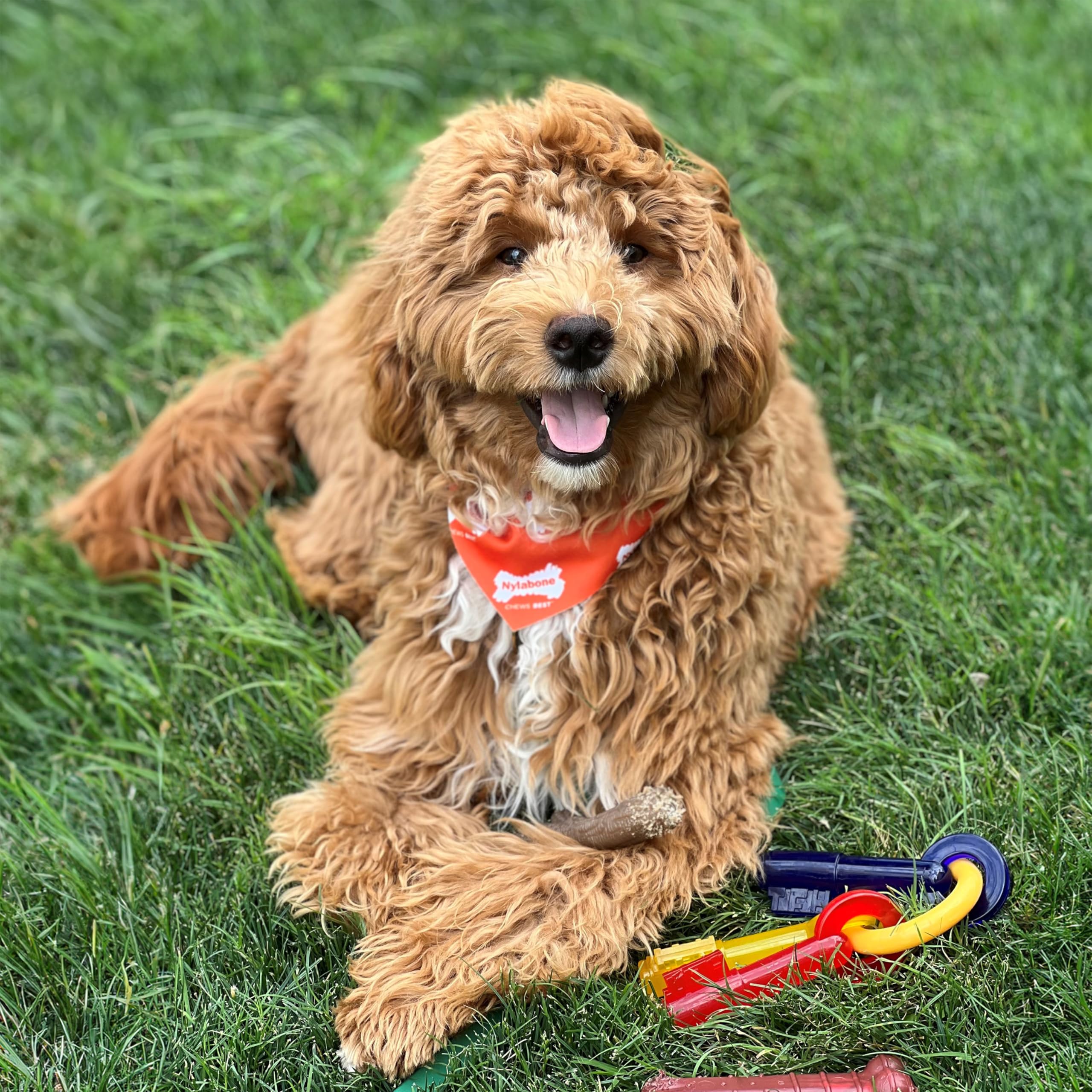Nylabone chiot: mordil-bacon-saveur – stimule le plaisir de mordre et ravit les papilles.