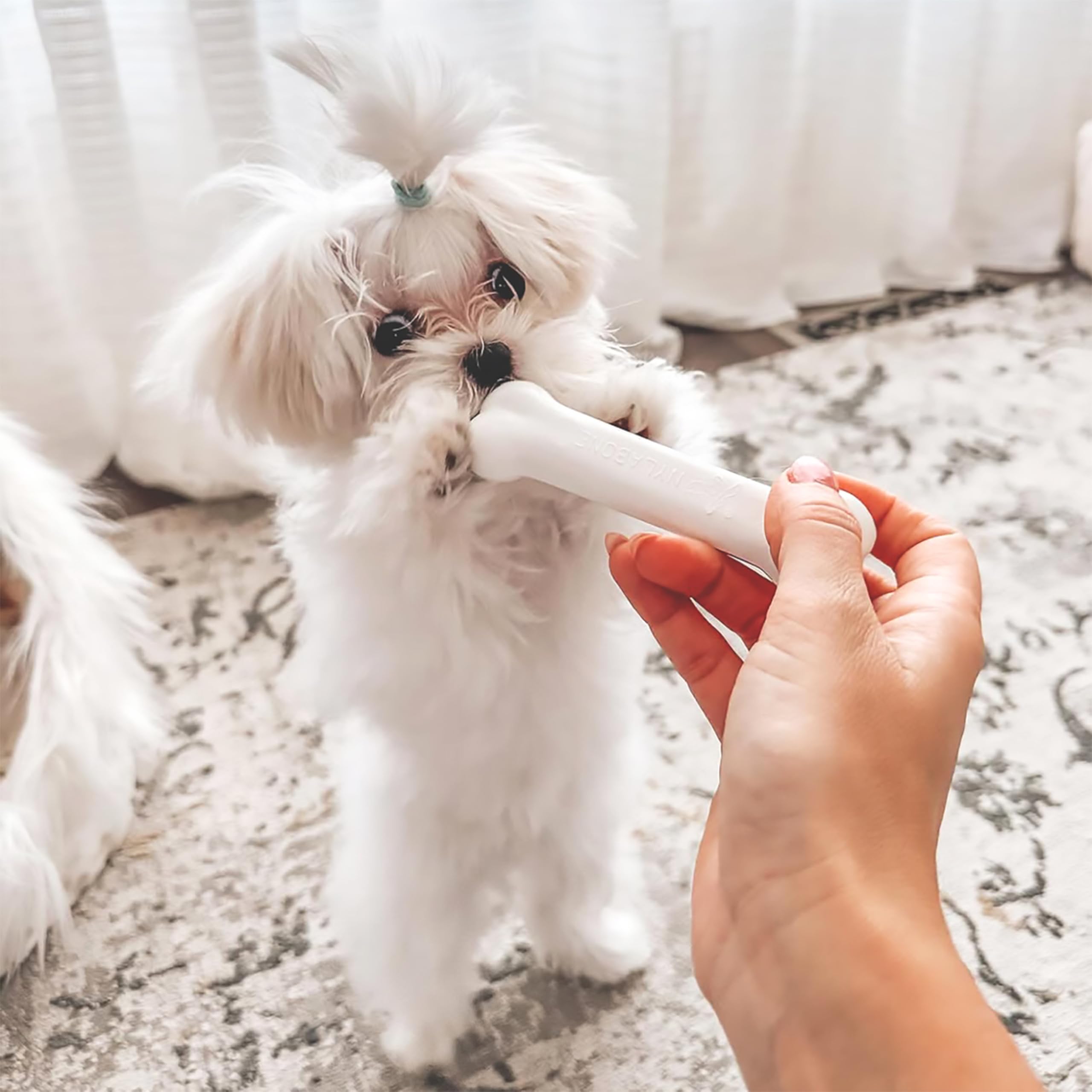 nylabone chiot - os dentition bleu, robuste pour mâcher et dépenser l'énergie
