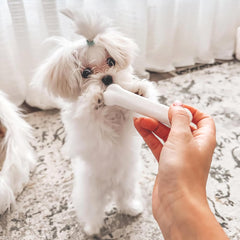 nylabone chiot - os dentition bleu, robuste pour mâcher et dépenser l'énergie
