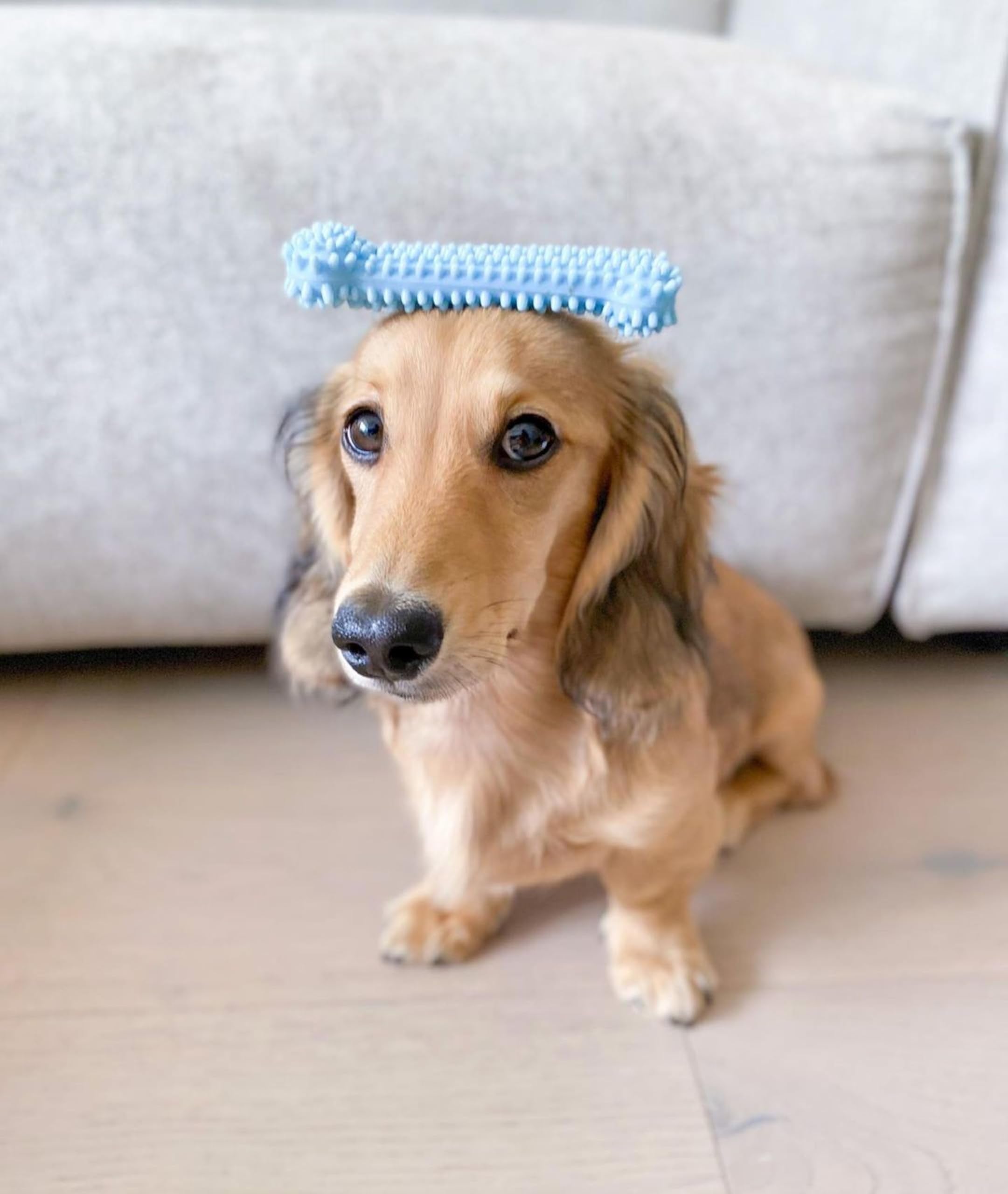 nylabone chiot - os doux bleu, supports la mastication régulière