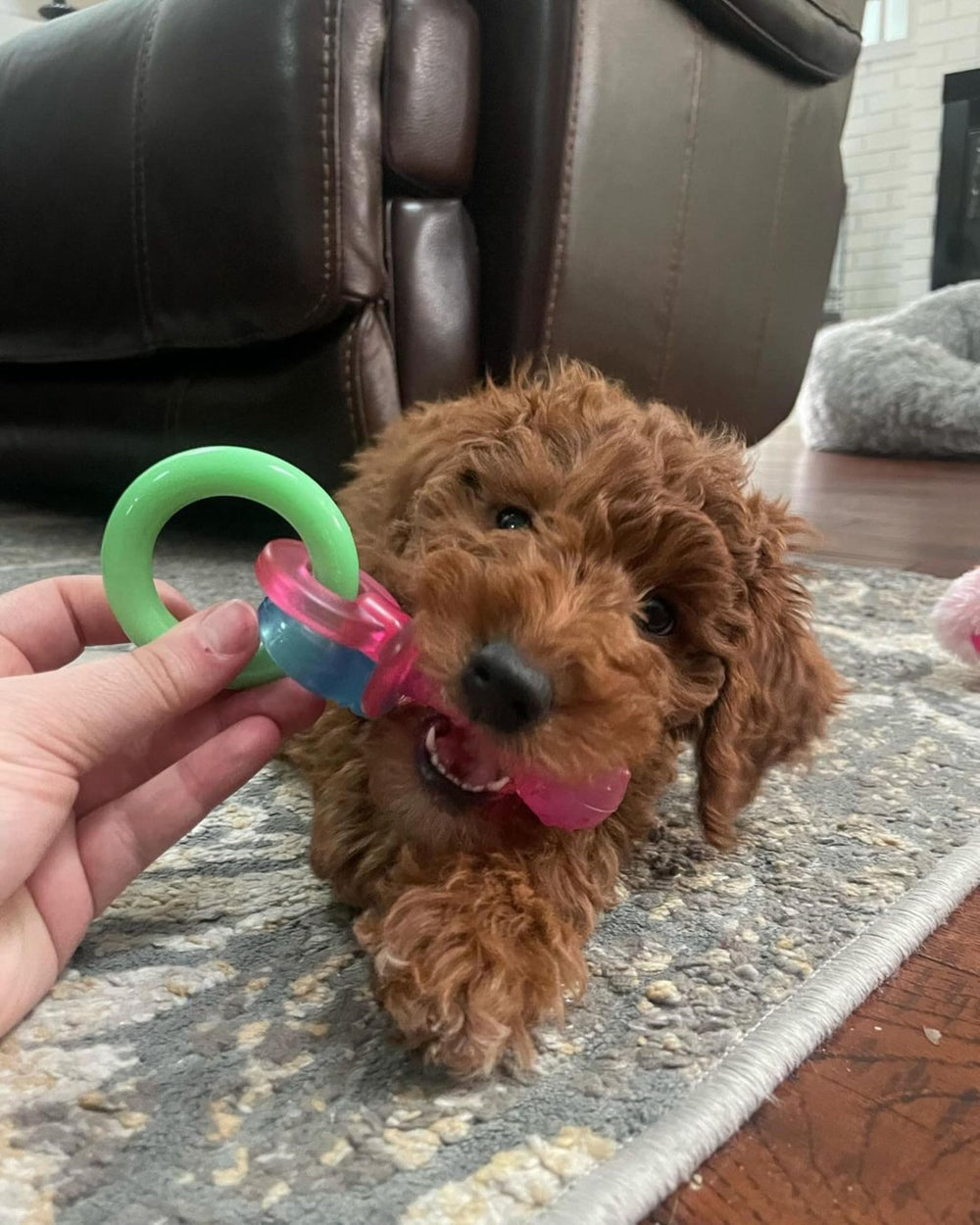 Nylabone Puppy Pacifier arome bacon petit : saveur bacon irrésistible qui incite au jeu.