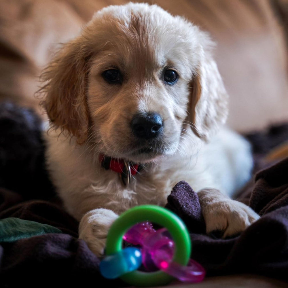 Nylabone Puppy Pacifier stimulation mastication petit : encourage des habitudes de mastication positives.