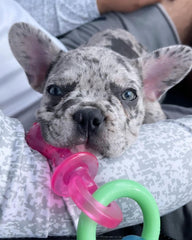 Nylabone Puppy Pacifier textures anneau petit : textures variées stimulent l'intérêt du chiot.