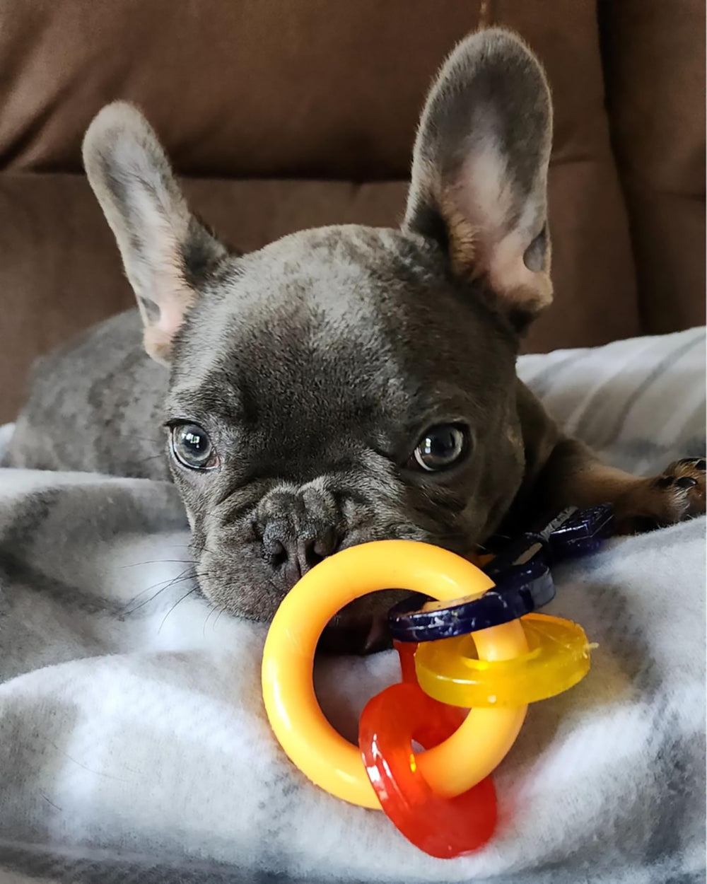 Nylabone Puppy Chew Key Ring Toy saveur bacon intégrée stimule le plaisir de mâcher