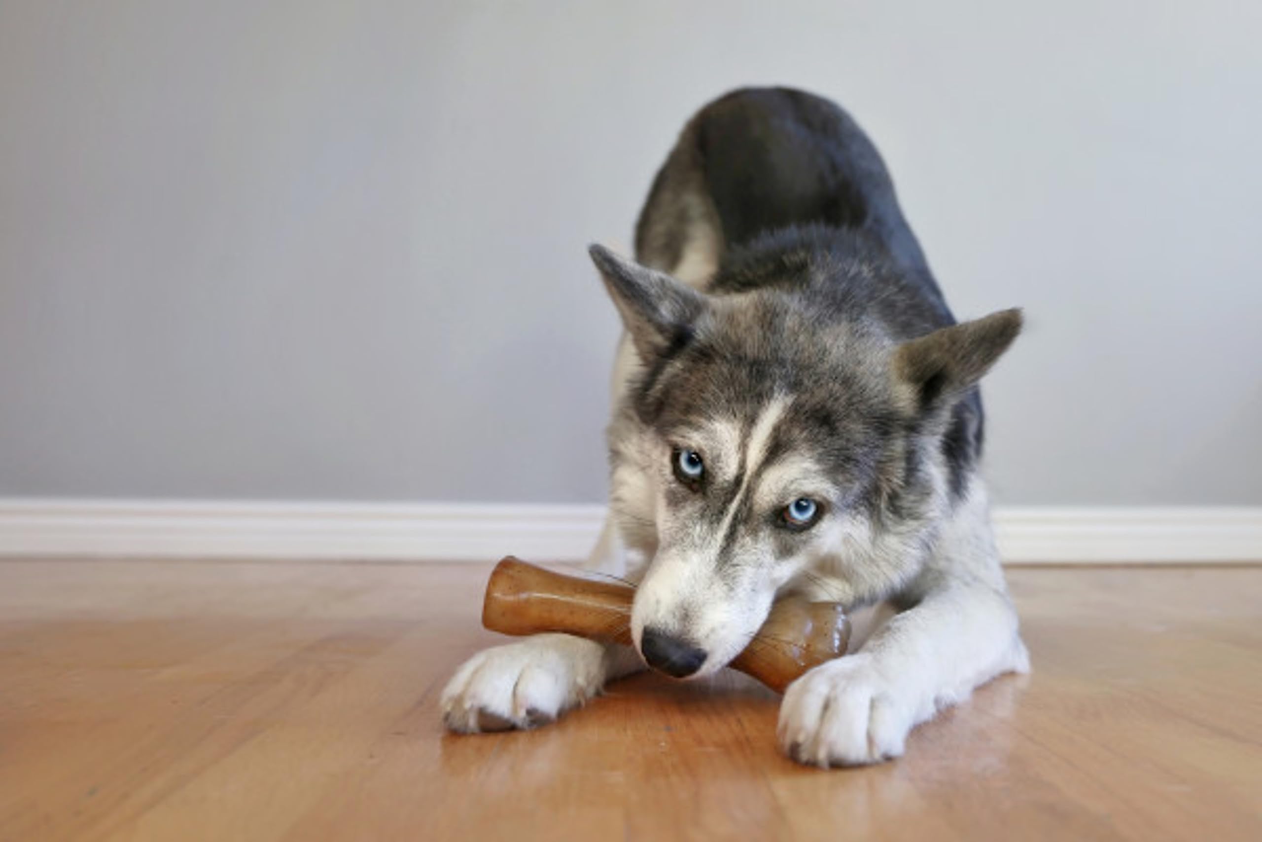 Nylabone chiot – texture douce, mâchage confortable.