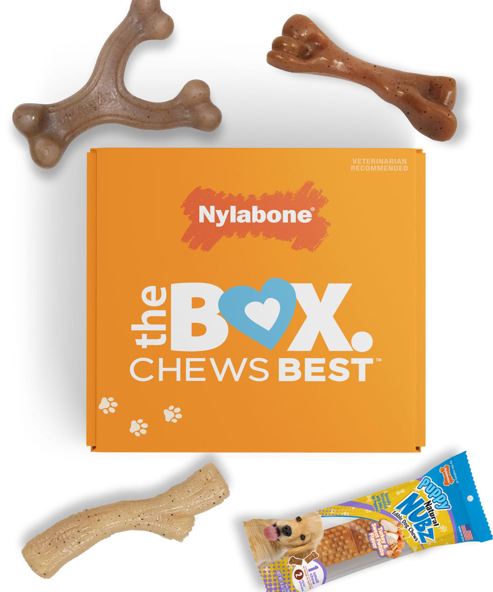 Coffret Nylabone pour chiot, 4 pièces, récompense adaptée aux premières mâchouilles.