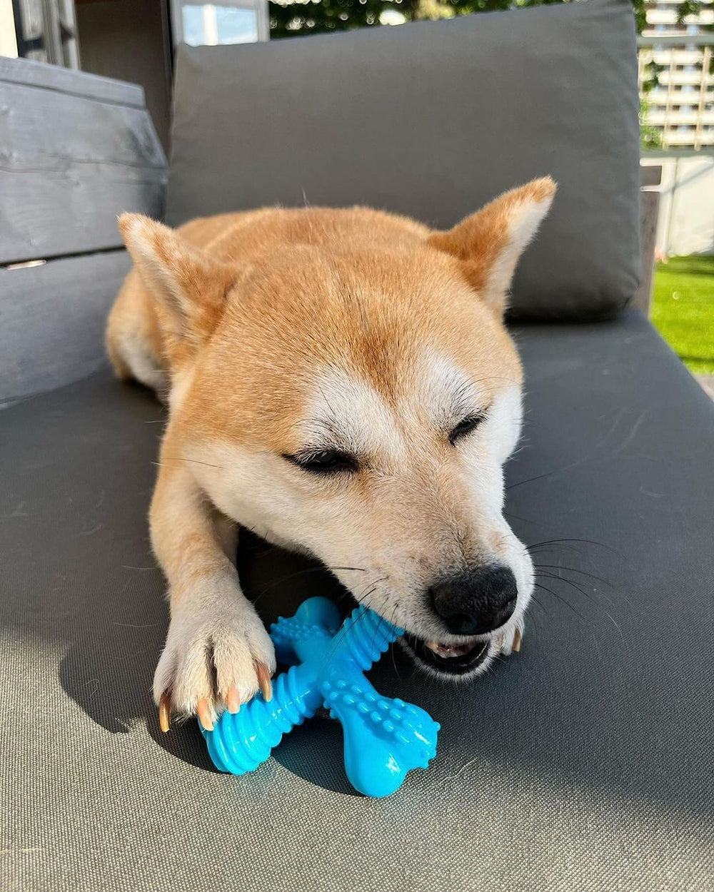 Nylabone Comfort Hold X-Bone, surface texturée pour soutenir la santé dentaire pendant la mastication.