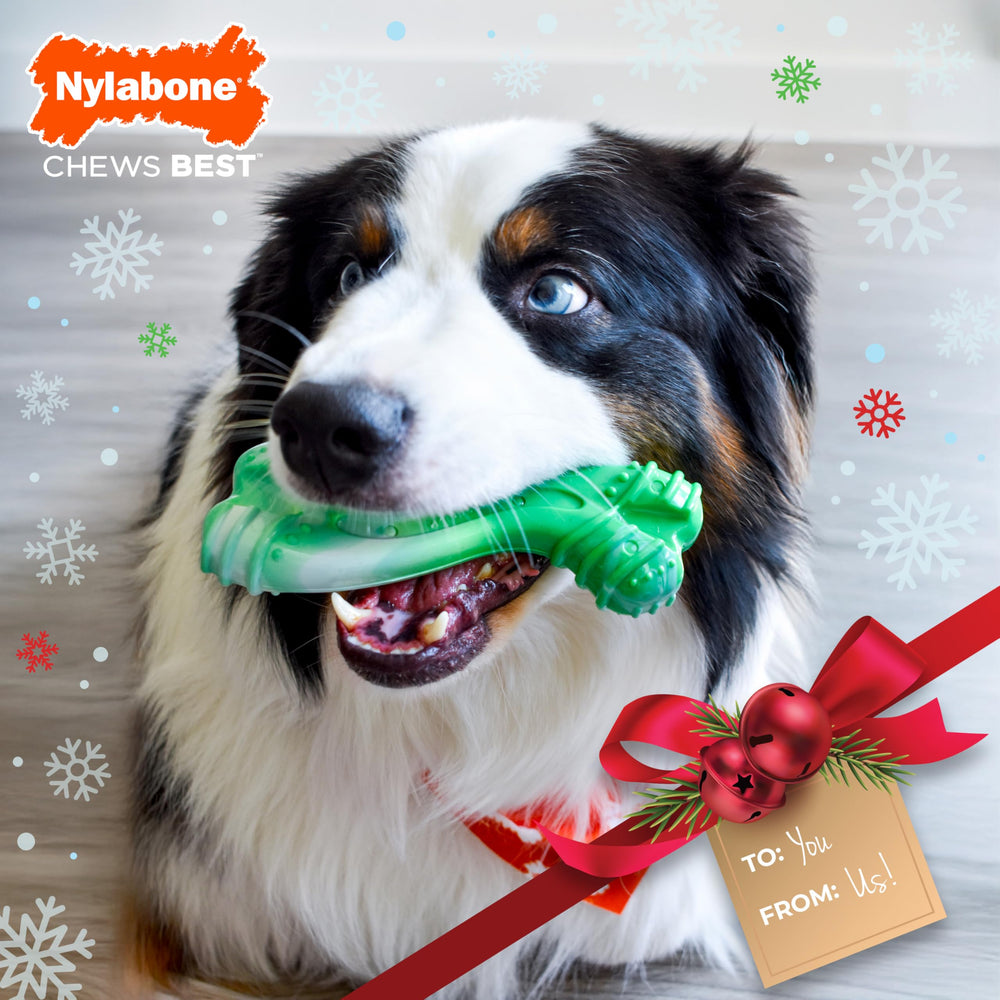 Nylabone Curvy texture crêtes et bosses, stimulation lors des morsures.