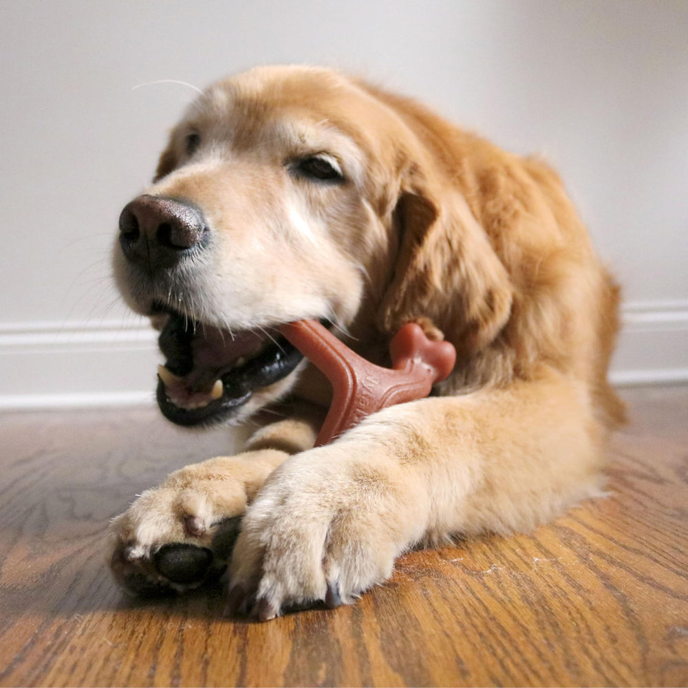Nylabone Wishbone contribue à nettoyer les dents et rafraîchir l’haleine.
