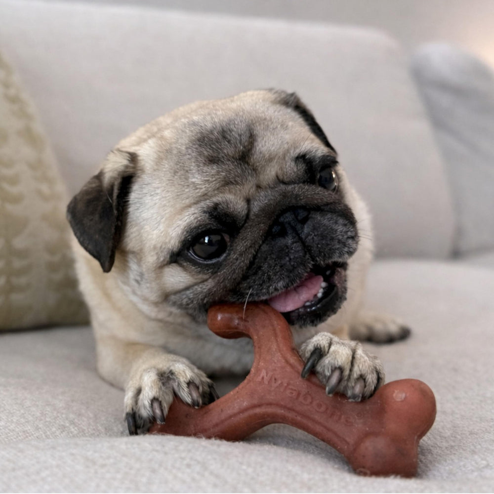 Nylabone dentaire haleine frais – possible aide lors du jeu