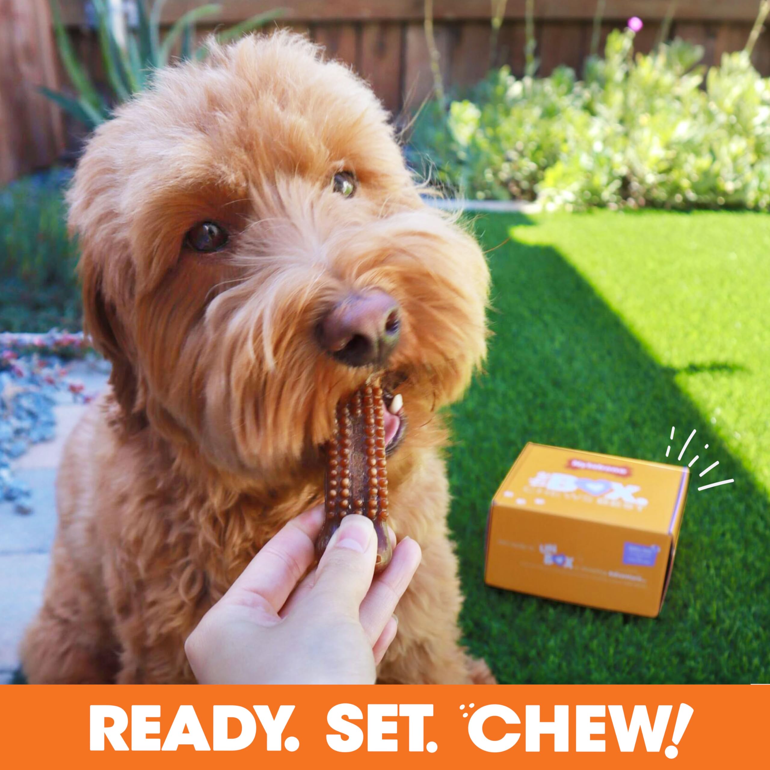 Jouet nylabone pour dentition durable, idéal pour petits chiens.