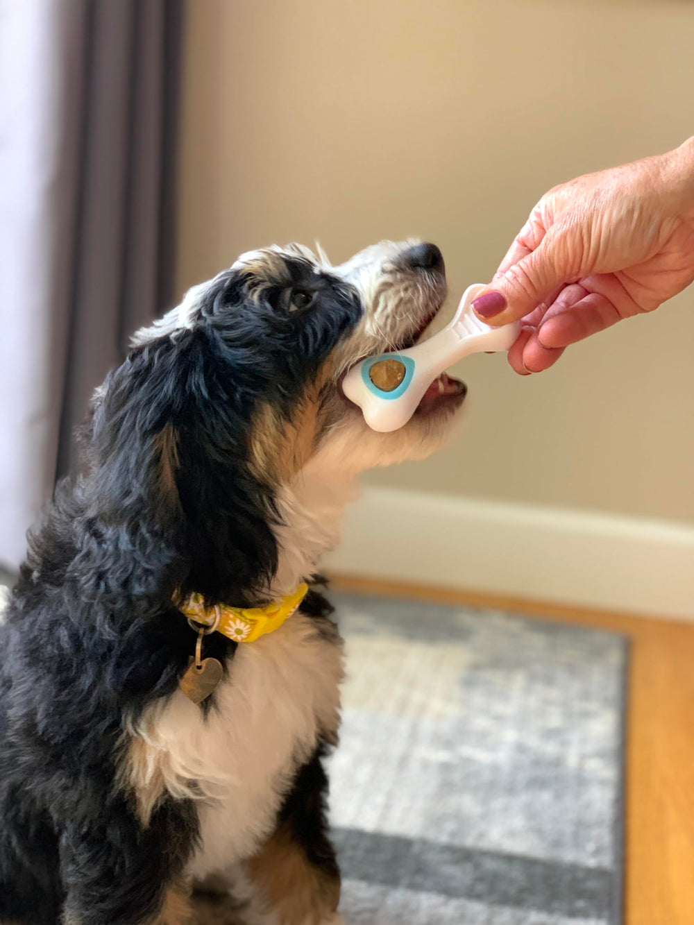 Nylabone distributeur friandises poulet, bouchées à insérer pour enrichissement.