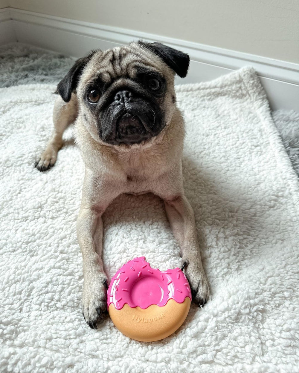 Jouet Nylabone Donut: textures et obstacles pour enrichir les sessions.