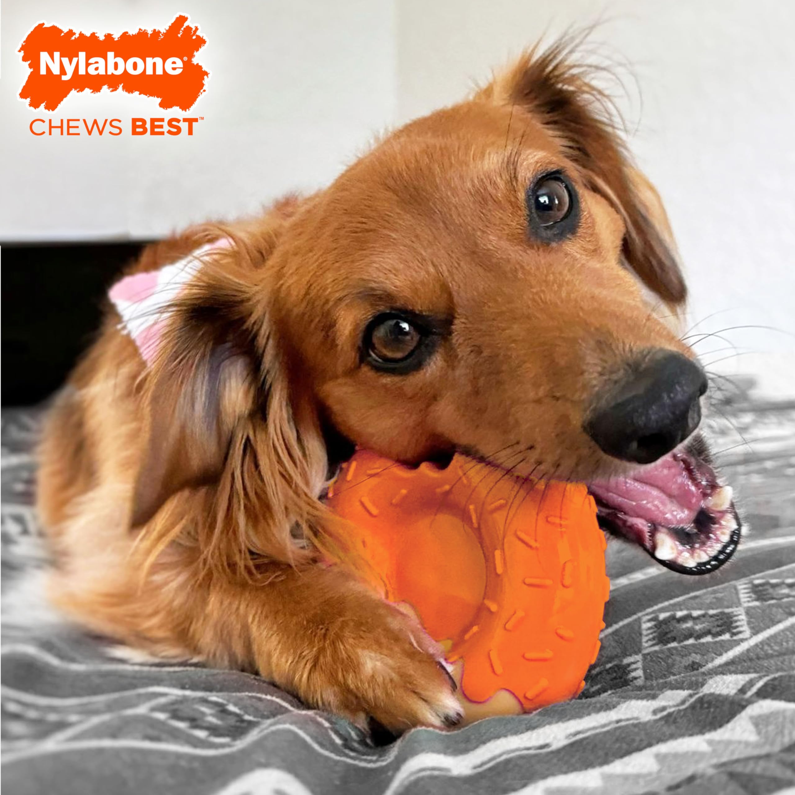 Nylabone Donut Power Chew saveur citrouille et beurre de cacahuète, goût irrésistible.