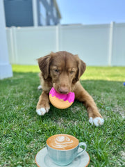 Nylabone Donut: textures dentaires et reliefs pour aider à nettoyer les dents.