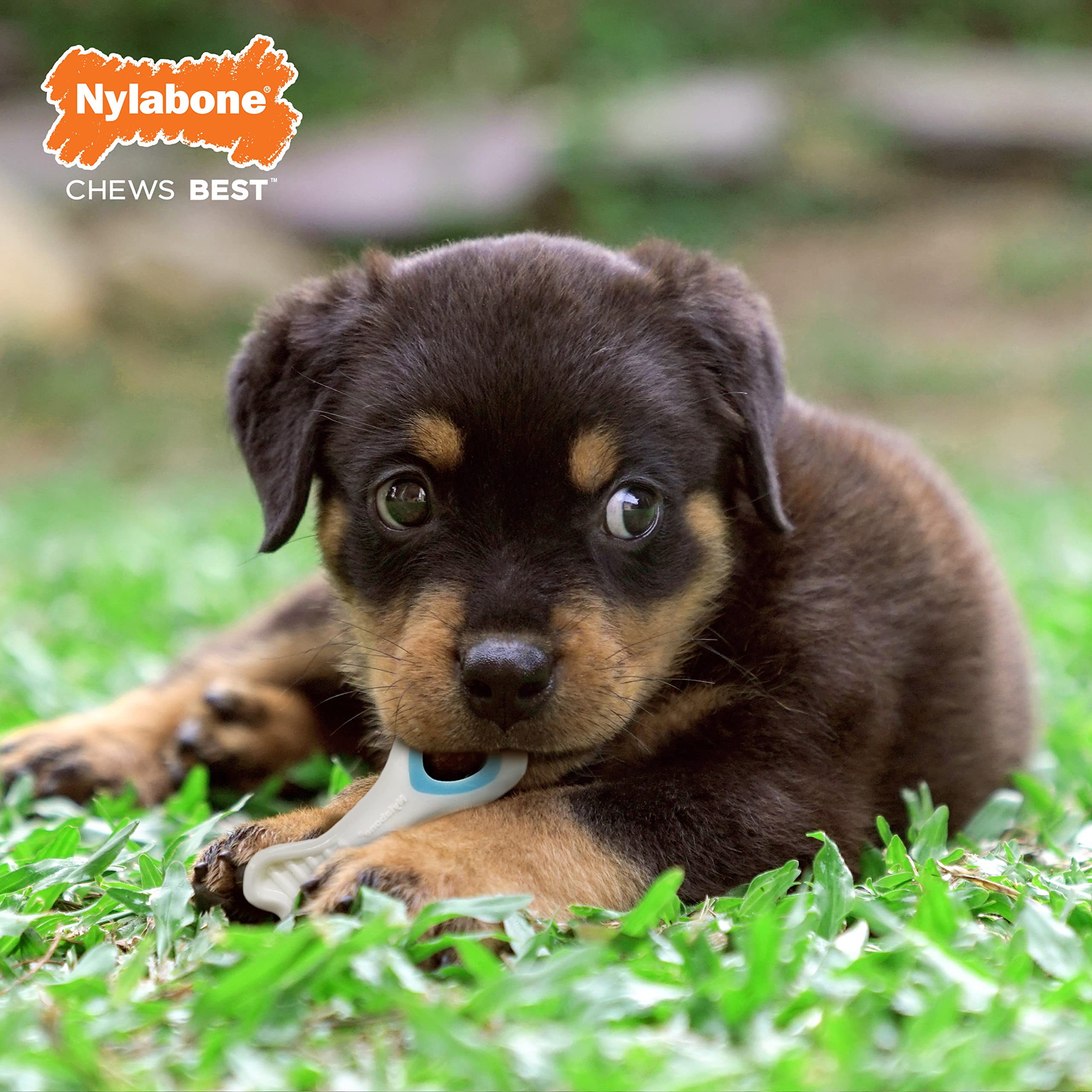 Nylabone Knuckle Bone enrichissement ludique, ideal pour exercice quotidien.