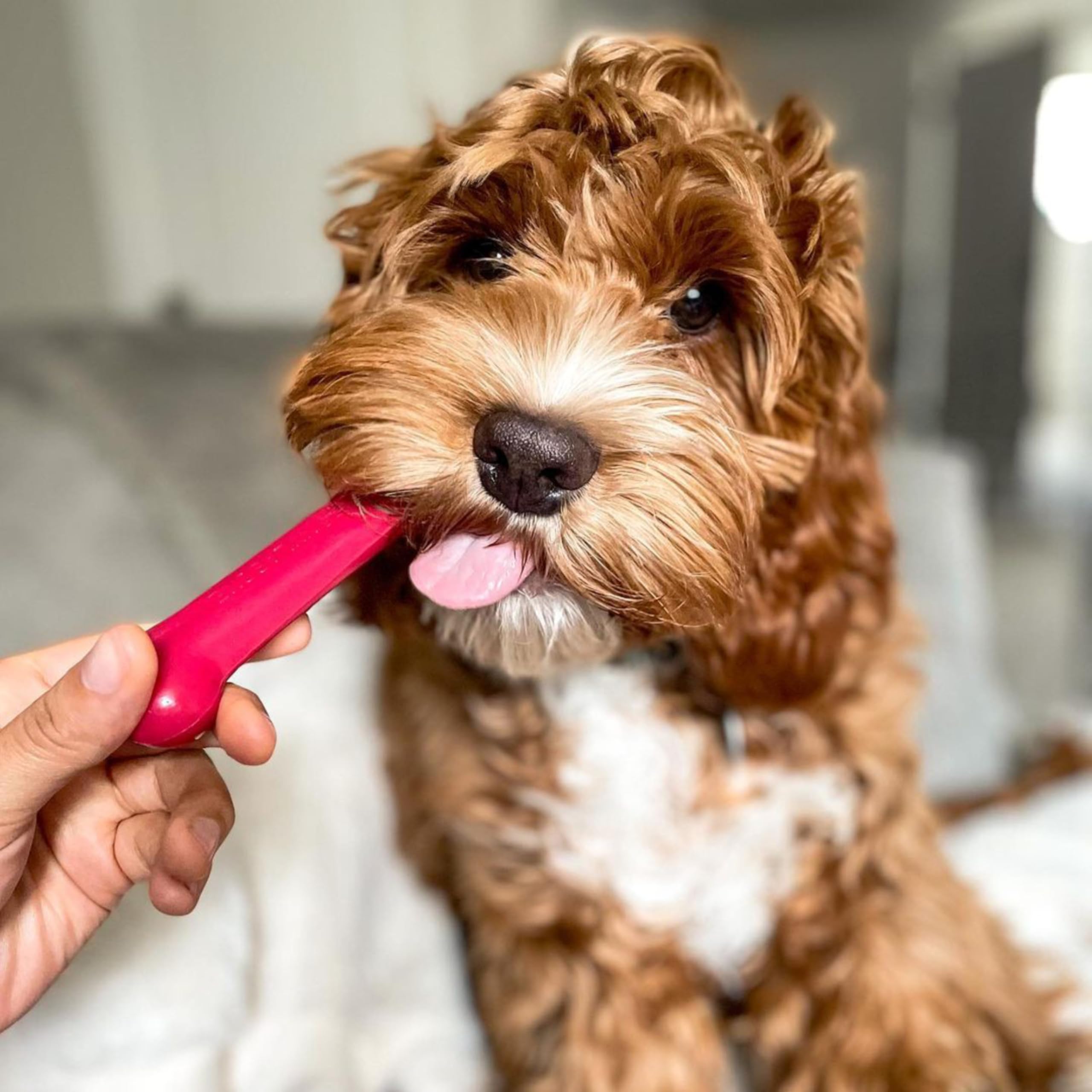 Nylabone Fabriqué aux États-Unis : qualité et traçabilité garanties.