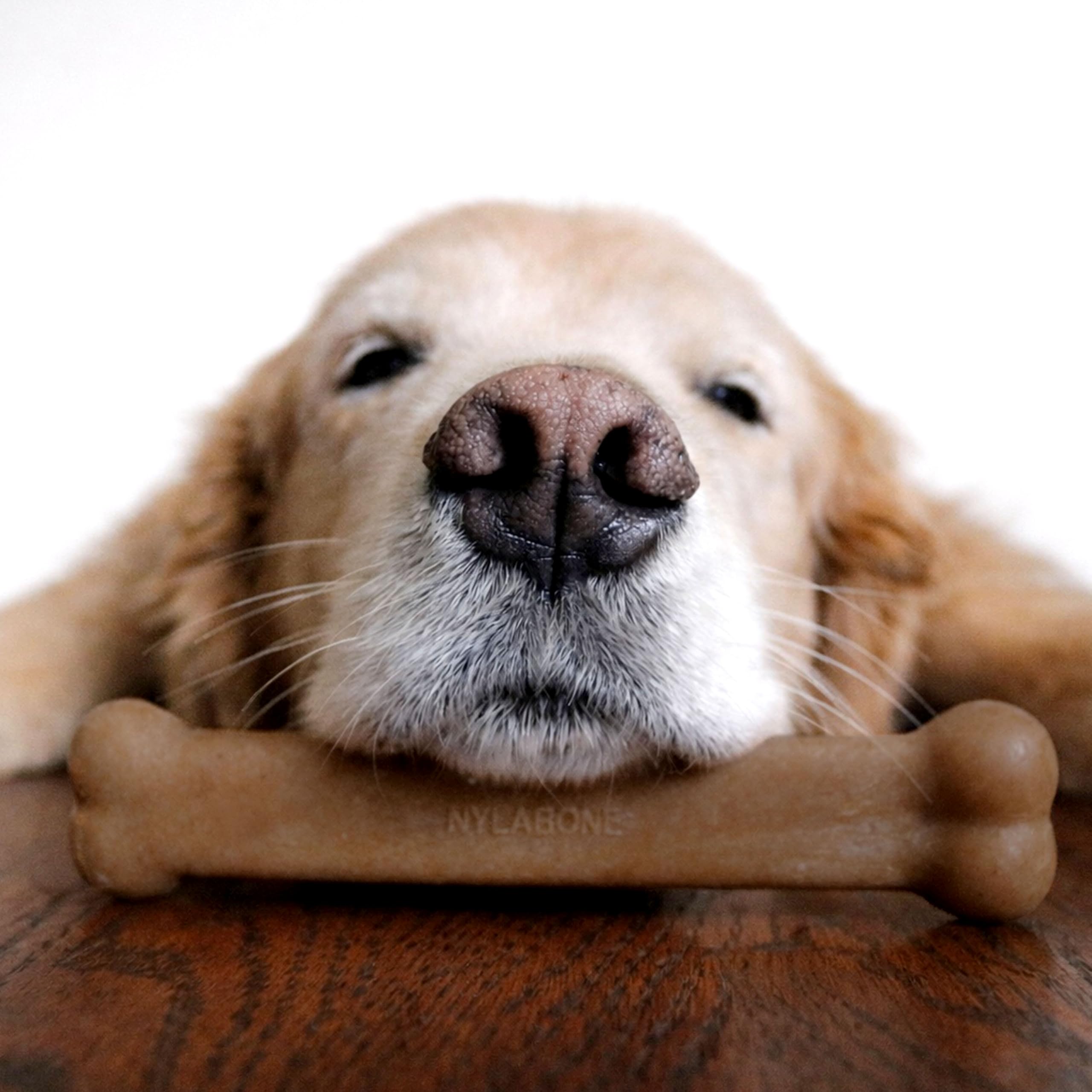 Nylabone Fabrique aux États‑Unis – qualité et traçabilité.