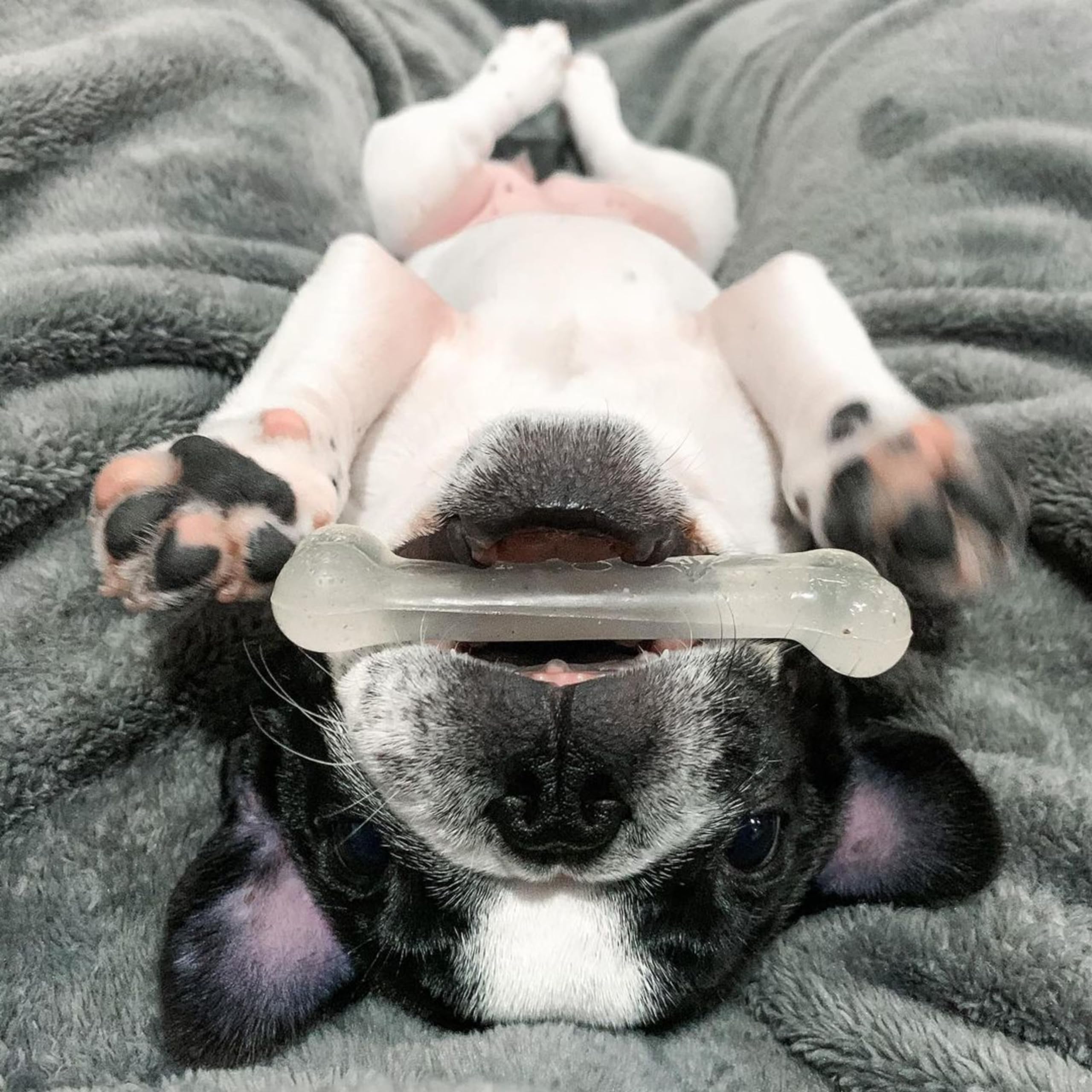 Nylabone Flexi Chew – fabrication aux États‑Unis, qualité et sécurité.