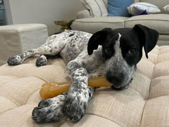 Nylabone Flexi Chew anti-ennui – stimule l’attention lors des séances de jeu.