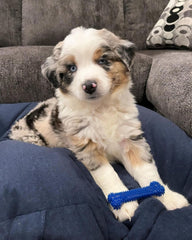 Nylabone Flexi Chew avec crêtes dentaires pour aider à réduire la plaque