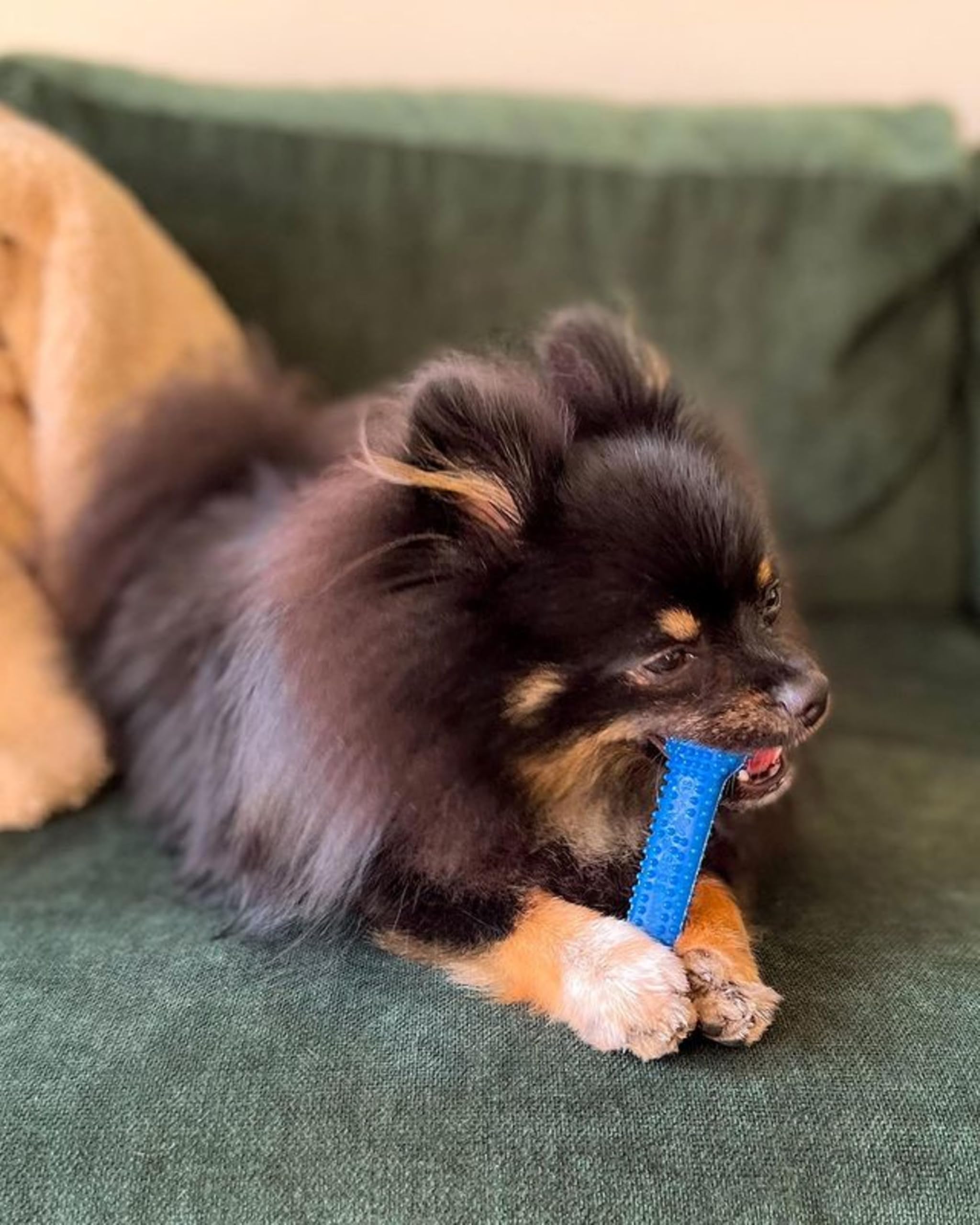 Nylabone Flexi Chew mastication modérée, texture souple adaptée pour chiens seniors.