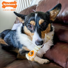 Ensemble jouet et friandises, stimulation mentale pour chien actif.