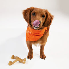 Nylabone Gourmet Style Wishbone Ergonomique Trois-extremites – prise en main facile pour mâcher sous tous les angles.