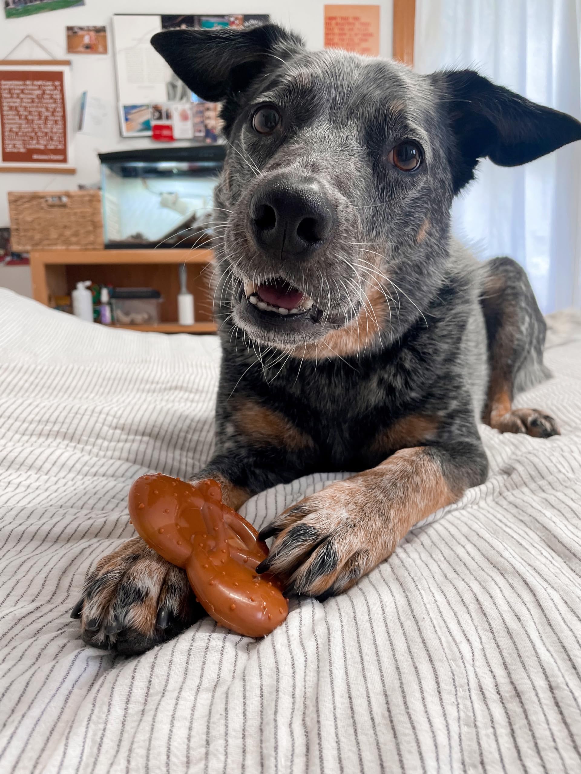 Nylabone habitudes de mastication non destructives encouragées